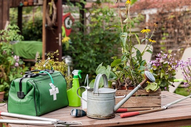 Скачать бесплатно Plant Doctor Diseased - бесплатное фото или изображение для редактирования с помощью онлайн-редактора изображений GIMP