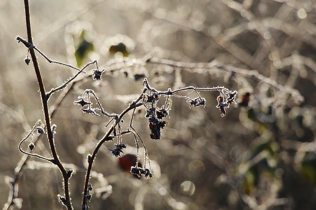 जीआईएमपी मुफ्त ऑनलाइन छवि संपादक के साथ संपादित किए जाने वाले पौधे की सूखी ठंढ से मुक्त तस्वीर मुफ्त डाउनलोड करें