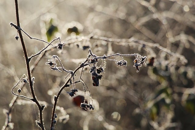 Free download plant dry frost free picture to be edited with GIMP free online image editor