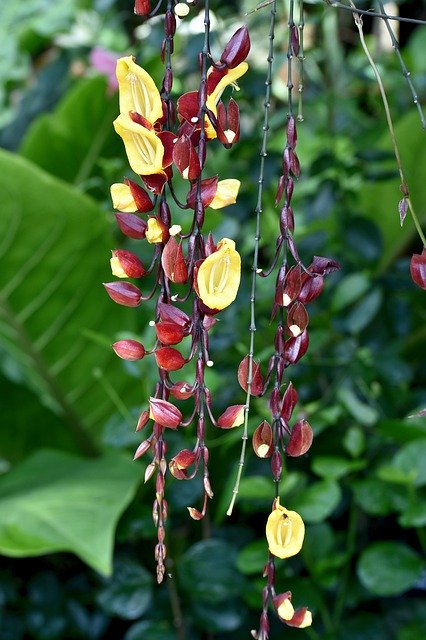 Free download Plant Exotic Hothouse -  free photo or picture to be edited with GIMP online image editor