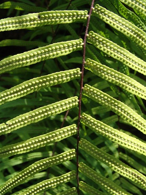 Free download Plant Fern -  free photo or picture to be edited with GIMP online image editor