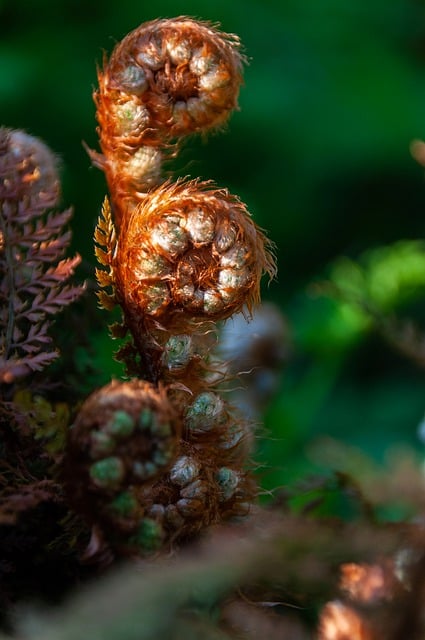 Free download plant fern leaves flora botany free picture to be edited with GIMP free online image editor