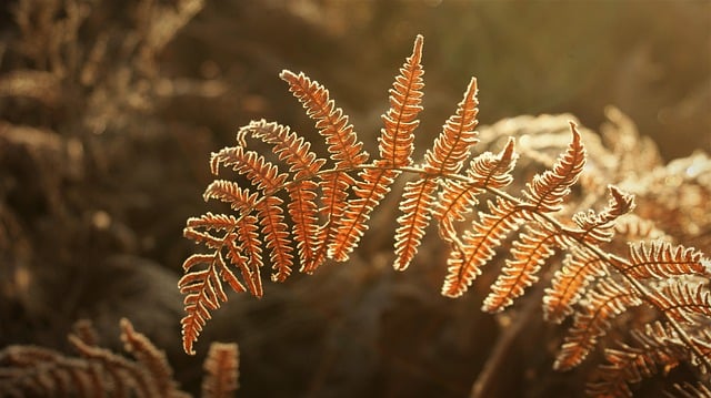 قم بتنزيل صورة مجانية لنبات السرخس الصقيع وألوان شروق الشمس لتحريرها باستخدام محرر الصور المجاني عبر الإنترنت GIMP