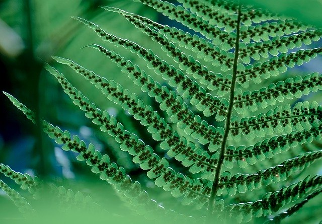 تنزيل Plant Fern Tree مجانًا - صورة أو صورة مجانية ليتم تحريرها باستخدام محرر الصور عبر الإنترنت GIMP