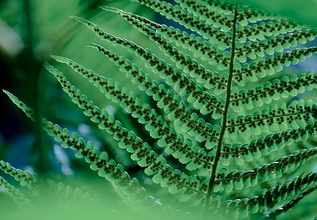 Free download Plant Fern Tree -  free photo or picture to be edited with GIMP online image editor