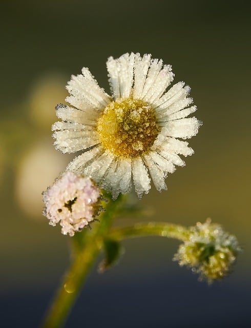 Free download plant flower blossom bloom weed free picture to be edited with GIMP free online image editor