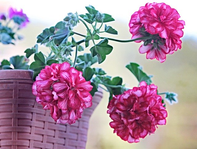 Template Photo Plant Flower Geranium -  for OffiDocs