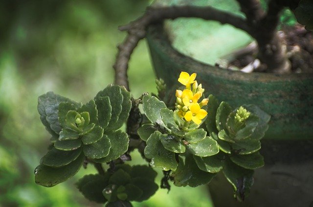 Téléchargement gratuit de Plant Flower Green - photo ou image gratuite à éditer avec l'éditeur d'images en ligne GIMP