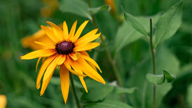 Free download plant flowering petals spring free picture to be edited with GIMP free online image editor