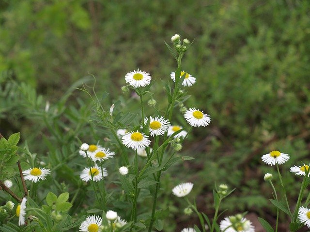 Скачать бесплатно Plant Flower Natural - бесплатное фото или изображение для редактирования с помощью онлайн-редактора изображений GIMP