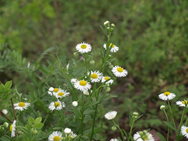 دانلود رایگان Plant Flower Natural - عکس یا تصویر رایگان قابل ویرایش با ویرایشگر تصویر آنلاین GIMP