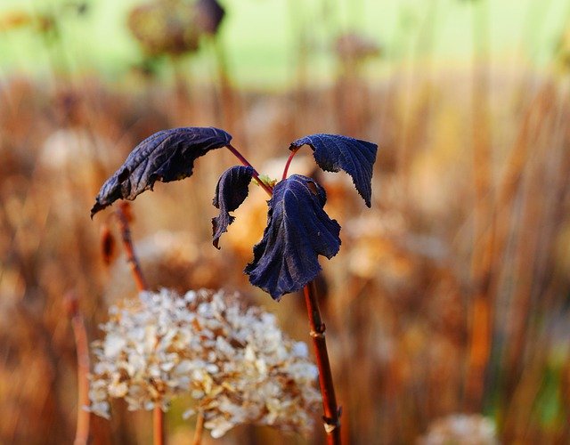 Безкоштовно завантажте Plant Flower Nature Close - безкоштовне фото або зображення для редагування в онлайн-редакторі зображень GIMP