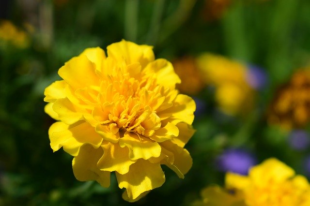 Téléchargement gratuit de Plant Flower Petal - photo ou image gratuite à éditer avec l'éditeur d'images en ligne GIMP