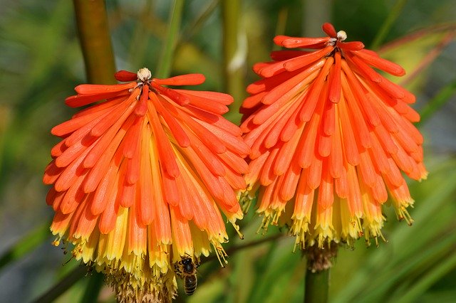 Free download Plant Flower Redhot Poker -  free photo or picture to be edited with GIMP online image editor
