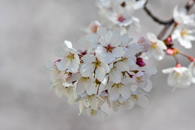 Free download plant flowers cherry blossoms petal free picture to be edited with GIMP free online image editor