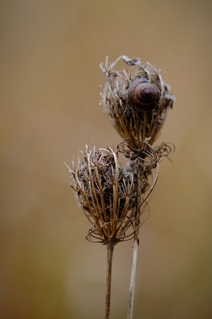 Free download plant flowers dried flowers nature free picture to be edited with GIMP free online image editor