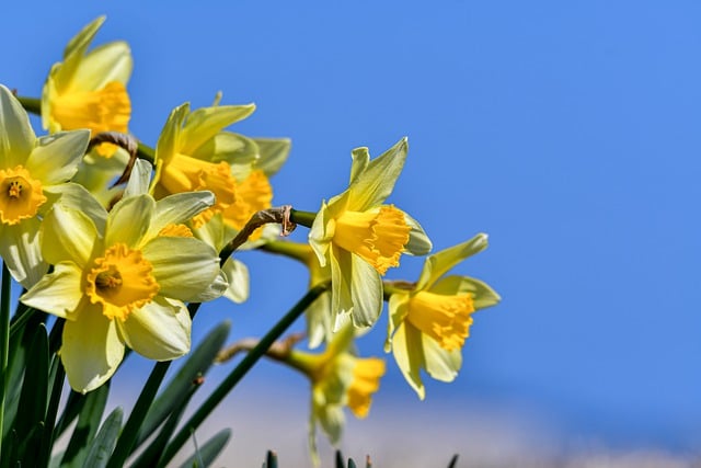 Free download plant flowers narcissus daffodils free picture to be edited with GIMP free online image editor