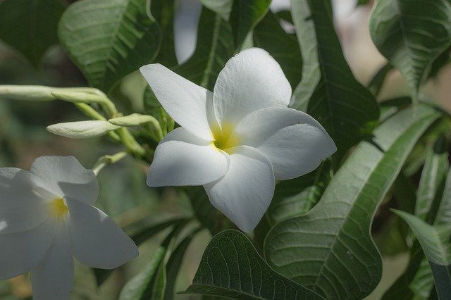 Безкоштовно завантажте Plant Flowers Nature - безкоштовне фото або зображення для редагування в онлайн-редакторі зображень GIMP