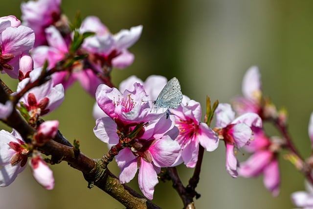 Free download plant flowers peach blossom petal free picture to be edited with GIMP free online image editor