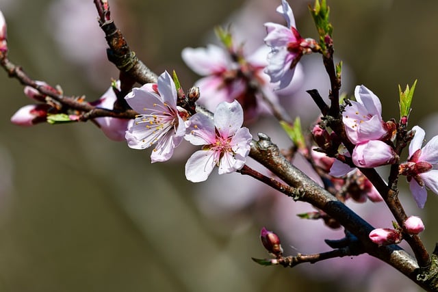 Free download plant flowers peach blossom pink free picture to be edited with GIMP free online image editor
