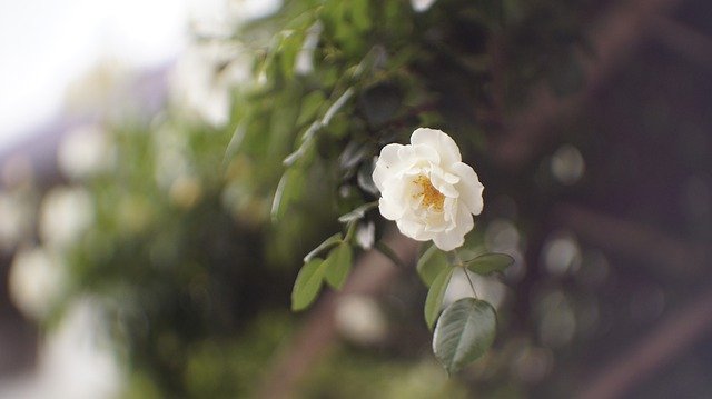 Скачать бесплатно Plant Flower Spring - бесплатное фото или изображение для редактирования с помощью онлайн-редактора изображений GIMP