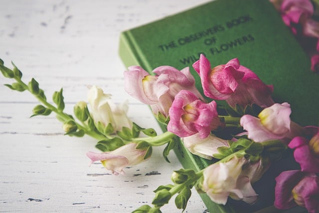 قم بتنزيل صورة مجانية لزهور النبات والورد وعلم النبات والزهرة لتحريرها باستخدام محرر الصور المجاني عبر الإنترنت GIMP