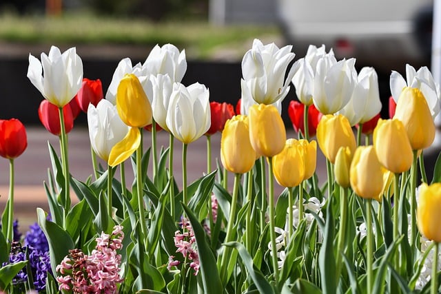 Free download plant flowers spring tulip park free picture to be edited with GIMP free online image editor