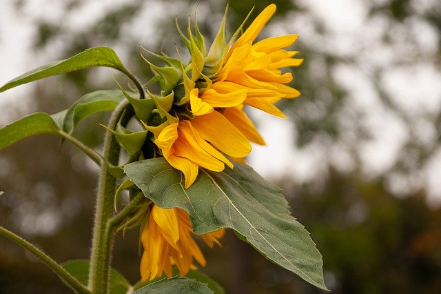 Descărcare gratuită Plant Flower Floarea-soarelui - fotografie sau imagini gratuite pentru a fi editate cu editorul de imagini online GIMP