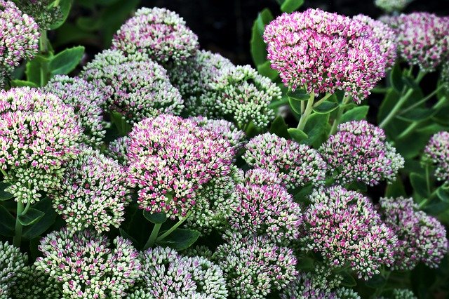 Téléchargement gratuit de Plant Flowers Wisley Gardens - photo ou image gratuite à éditer avec l'éditeur d'images en ligne GIMP