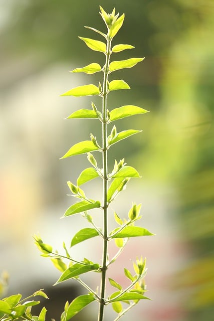 Free download plant foliage green bokeh garden free picture to be edited with GIMP free online image editor