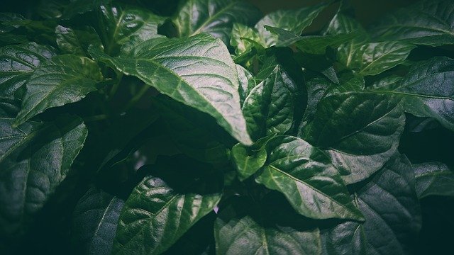 Безкоштовно завантажте безкоштовний шаблон фотографій Plant Forest Green для редагування в онлайн-редакторі зображень GIMP