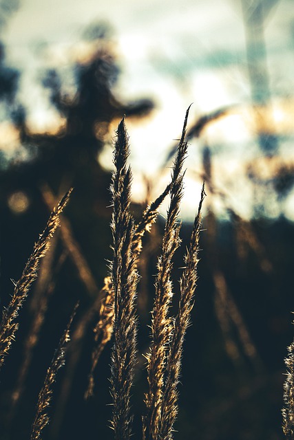 Free download plant forest nature free picture to be edited with GIMP free online image editor