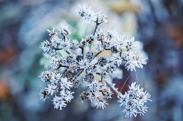 Free download plant frost frozen snow nature free picture to be edited with GIMP free online image editor