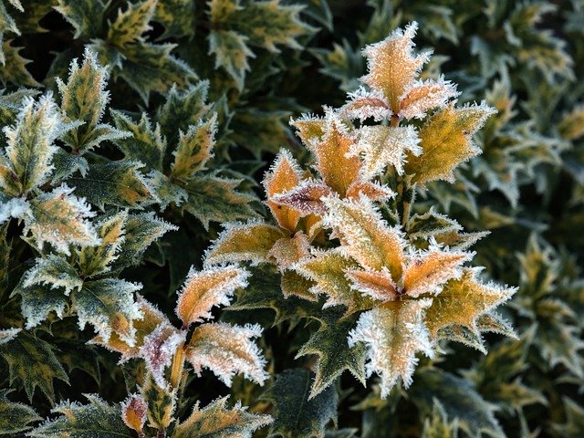 Téléchargement gratuit de Plant Frost Gel - photo ou image gratuite à modifier avec l'éditeur d'images en ligne GIMP