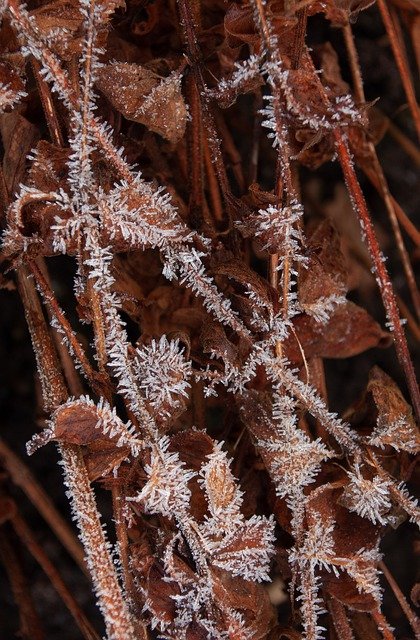 Free graphic plant frost winter cold leaves to be edited by GIMP free image editor by OffiDocs