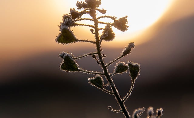 Free download plant frozen winter nature closeup free picture to be edited with GIMP free online image editor