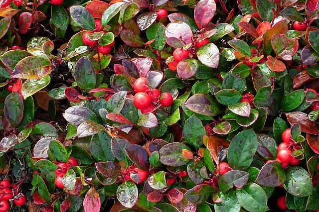 Free download Plant Fruit Red -  free photo or picture to be edited with GIMP online image editor