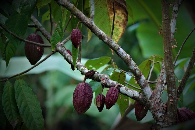 Gratis download Plant Fruits Cocoa - gratis foto of afbeelding om te bewerken met GIMP online afbeeldingseditor