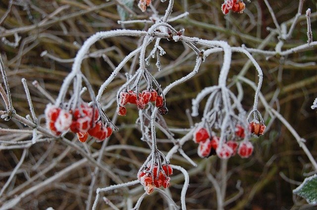 Free download Plant Fruit Winter -  free photo or picture to be edited with GIMP online image editor