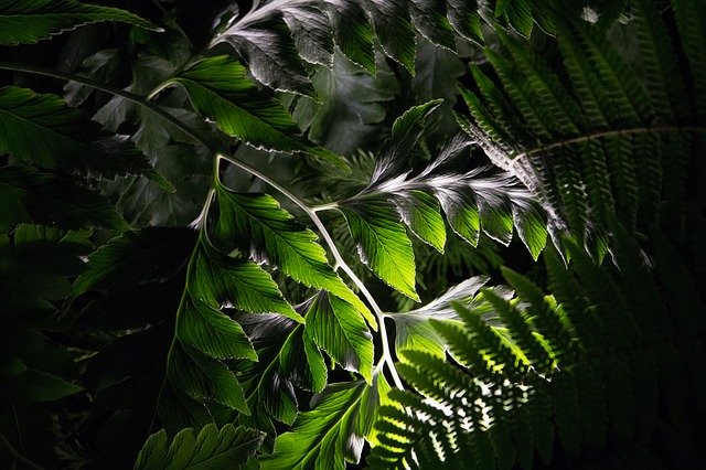 Download gratuito Plant Garden Botany: foto o immagine gratuita da modificare con l'editor di immagini online GIMP