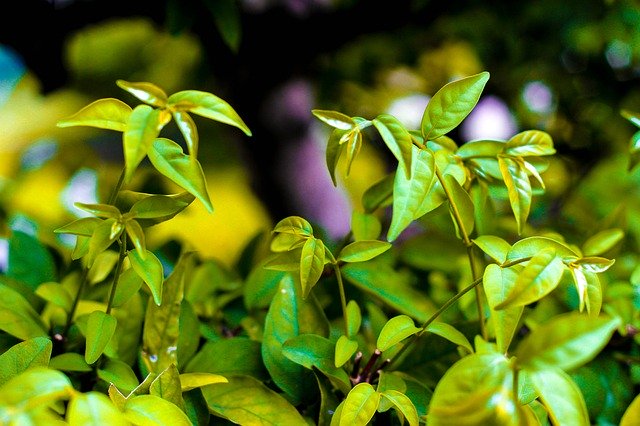 Muat turun percuma Plant Garden Green - foto atau gambar percuma untuk diedit dengan editor imej dalam talian GIMP