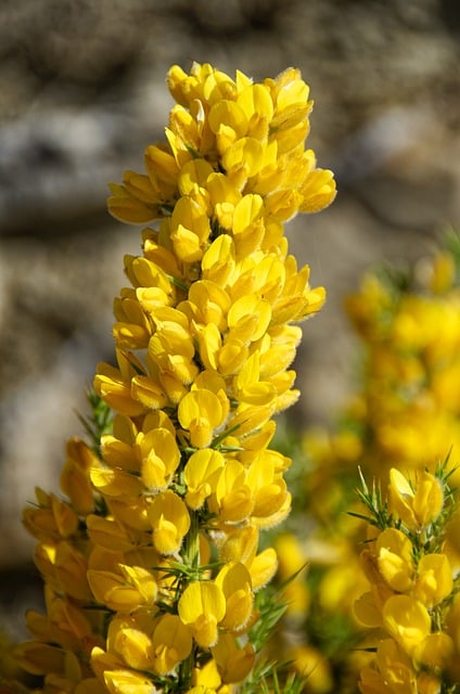 Free download plant gorse ulex europaeus legumes free picture to be edited with GIMP free online image editor