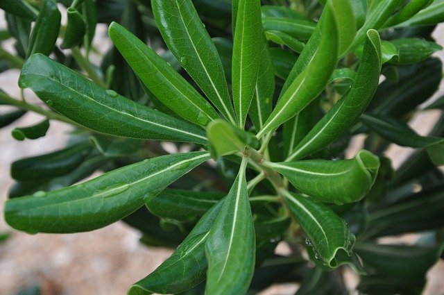 ดาวน์โหลดฟรี Plant Green - ภาพถ่ายหรือรูปภาพฟรีที่จะแก้ไขด้วยโปรแกรมแก้ไขรูปภาพออนไลน์ GIMP