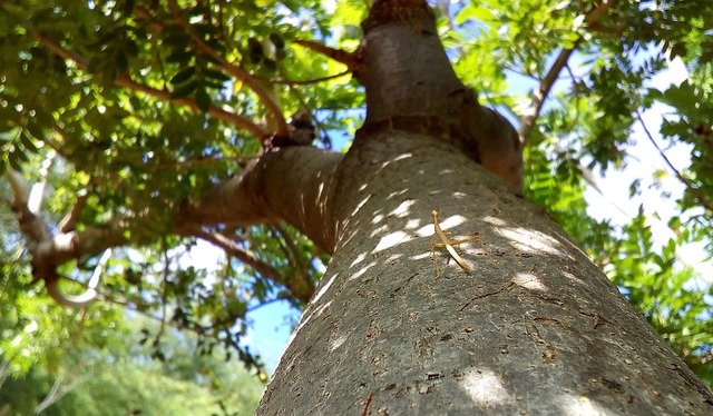 Descărcare gratuită Plant Green Branch - fotografie sau imagine gratuită pentru a fi editată cu editorul de imagini online GIMP