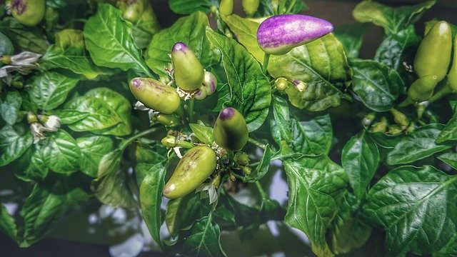 Bezpłatne pobieranie Plant Green Garden - bezpłatne zdjęcie lub obraz do edycji za pomocą internetowego edytora obrazów GIMP