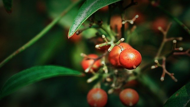 Descărcare gratuită Plant Green Red - fotografie sau imagini gratuite pentru a fi editate cu editorul de imagini online GIMP