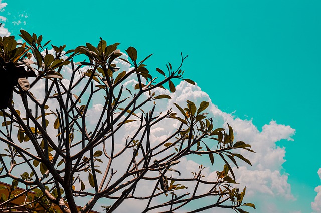 Free download plant green view sky beautiful free picture to be edited with GIMP free online image editor