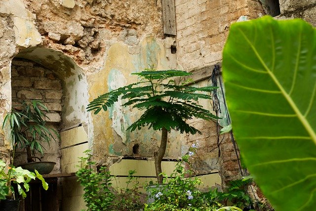 دانلود رایگان Plant Hawana Habana - عکس یا تصویر رایگان رایگان برای ویرایش با ویرایشگر تصویر آنلاین GIMP