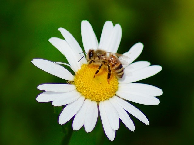 Descărcare gratuită Plant Insect Nature - fotografie sau imagini gratuite pentru a fi editate cu editorul de imagini online GIMP