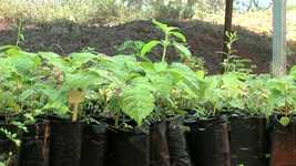 Free download Plant Irrigation Rain -  free video to be edited with OpenShot online video editor